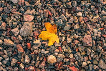 Image showing Autumn leaf on pebbles