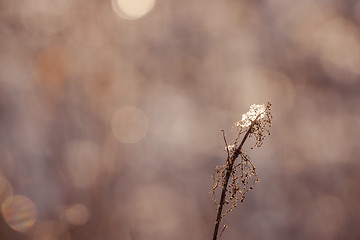 Image showing Ice on a plant