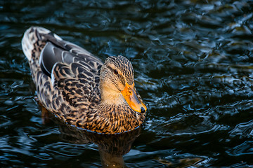 Image showing Duck on the water