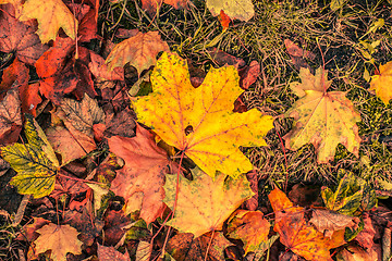 Image showing Autumn leaves in november