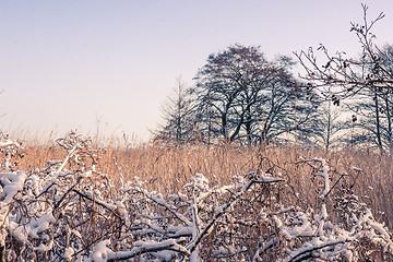 Image showing Winter landscape with a tree