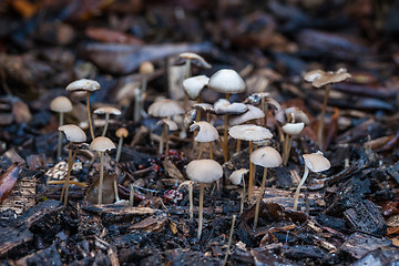 Image showing Shrooms in the forest