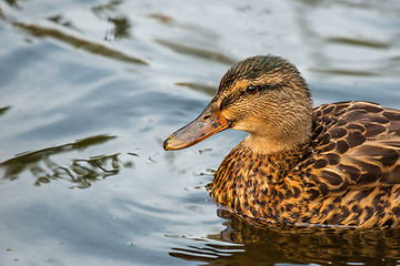 Image showing Duck on clear water