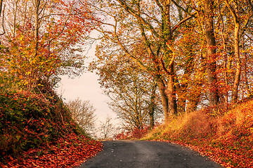 Image showing Road in autumn landscape