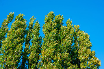 Image showing Green trees on blue background