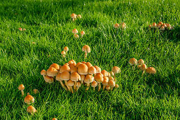 Image showing Mushrooms on a lawn