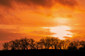 Image showing Tree silhouttes in a sunset