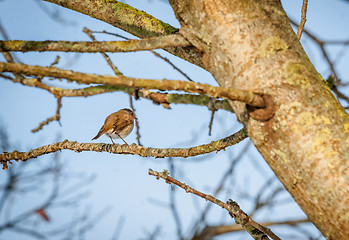 Image showing Bird on a twig