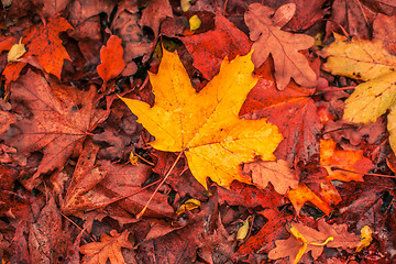 Image showing Autumn leaves in warm colors