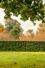 Image showing Hedge in a park