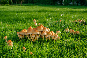 Image showing Mushrooms on green grass