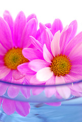 Image showing Pink flowers