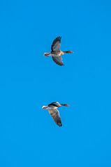 Image showing Geese flying on blue background