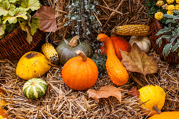 Image showing Autumn pumpkin decoration in beautiful colors