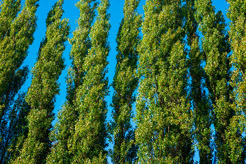 Image showing Tall trees on blue background