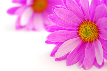 Image showing Pink flowers