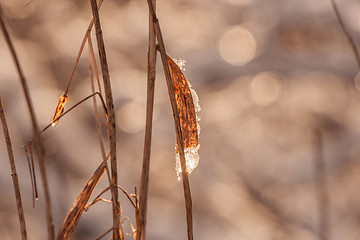 Image showing Melting ice on a leaf