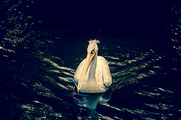 Image showing Pelican on a river
