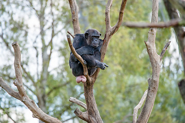 Image showing Chimpanzee in a tree