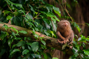 Image showing Pygmy Marmoset ape in the jungle