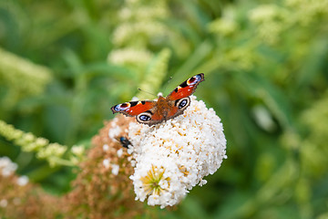 Image showing Butterfly on a white flower