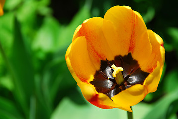 Image showing Yellow tulip