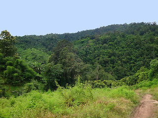 Image showing forest scenery in Laos