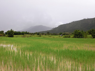 Image showing paddy field in Laos