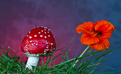 Image showing Mushroom and flower