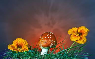 Image showing Mushroom and flower