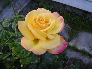 Image showing Rose_2_29.07.2004