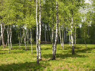 Image showing Birch Forest