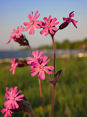 Image showing Catchfly in evening sun