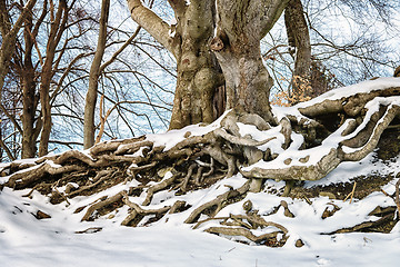 Image showing big with roots in winter with snow