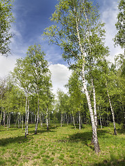 Image showing Birch Forest