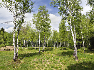 Image showing Birch Forest