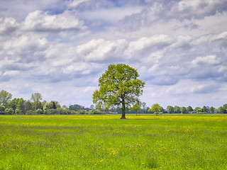 Image showing Tree with flowers meadow