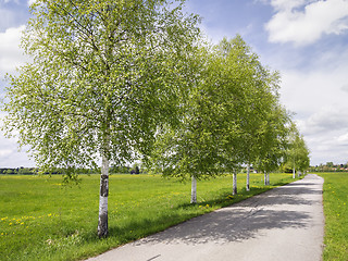 Image showing birch avenue