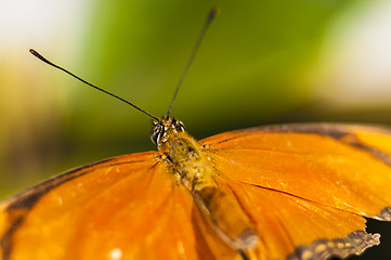 Image showing Butterfly