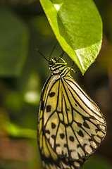 Image showing Butterfly