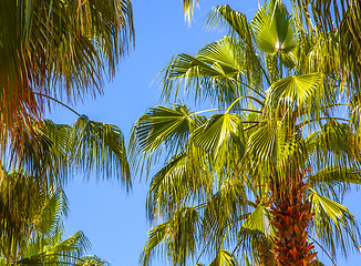 Image showing palm tree on blue sky background