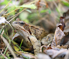 Image showing big toad