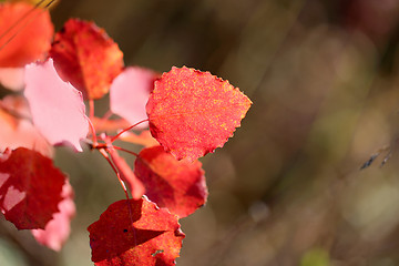 Image showing red leaves