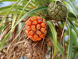 Image showing round fruit