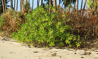 Image showing Tropical plant