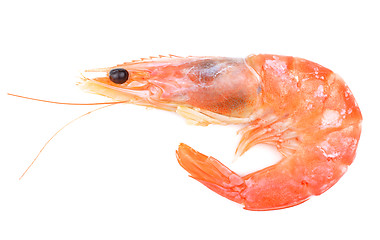 Image showing Close up of fresh boiled tiger shrimp