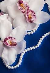 Image showing branch beautiful orchids