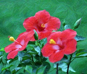 Image showing Hibiscus Art