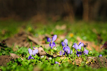 Image showing spring ground violets flowers