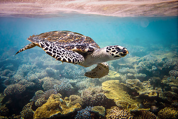 Image showing Hawksbill Turtle - Eretmochelys imbricata